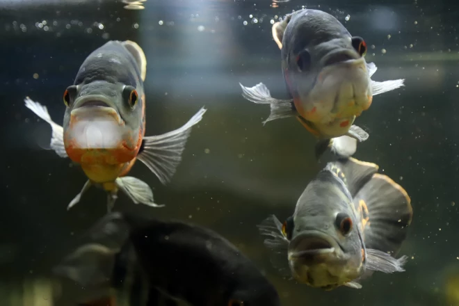 Papagailcihlīdas iepriekš dzīvoja tādā saspiestībā, ka sāka slimot.