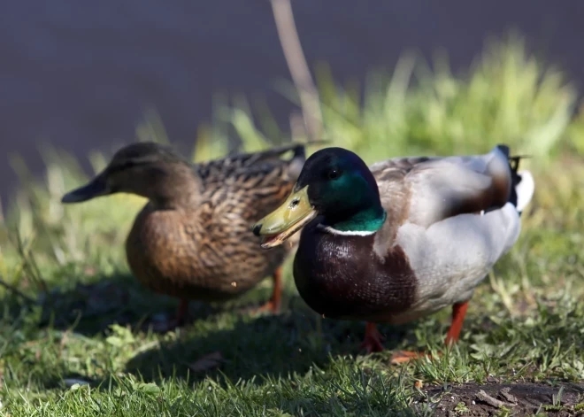 Новая рабочая неделя в Латвии будет дождливой, прохладной и ветреной