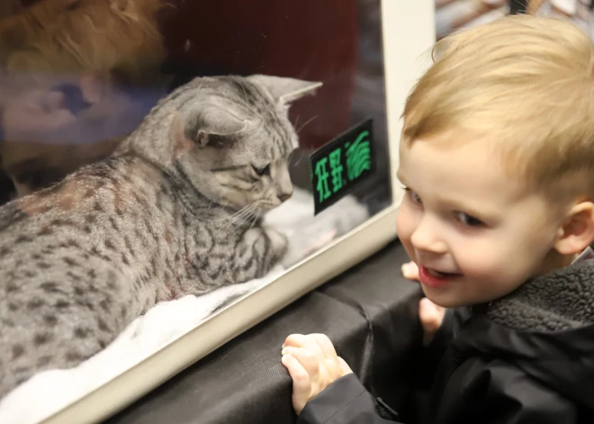 6 апреля в Елгаве, в Олимпийском центре Земгале, прошла международная выставка кошек FIFe Baltijas uzvarētājs 2025. Там вручили специальные кубки Jelgavas kaķis 2025 трем любимцам публики — кошкам, которые набрали наибольшее количество голосов зрителей.