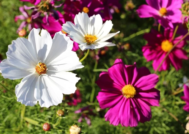 Kuras viengadīgās puķes var sēt dobē jau aprīlī? Dažas no tām - omīšu dārza klasika