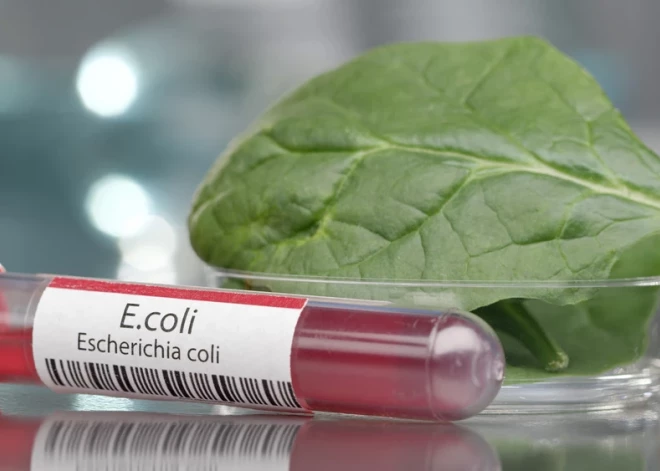 Эпидемиолог: у некоторых зараженных E. coli не было симптомов