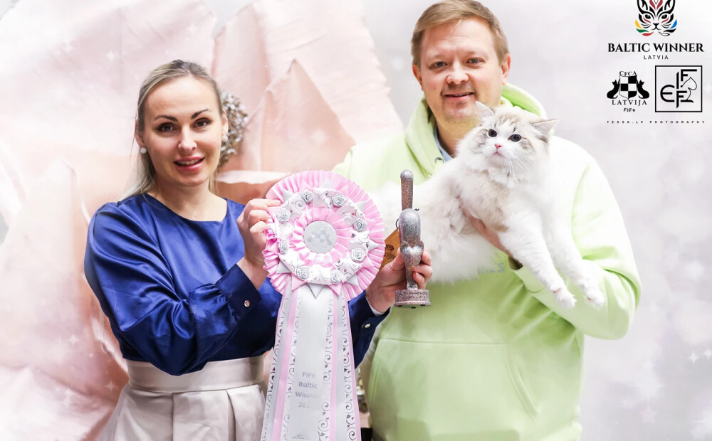 Jelgavā noskaidroti Baltijas skaistākie kaķi – seši tituli paliek Latvijā. FOTO