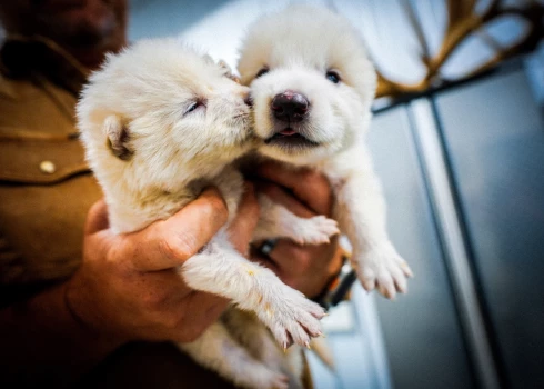 Zinātnieki norāda, ka piedzimušie vilku mazuļi izskatā un uzvedībā ļoti līdzinās saviem senajiem priekštečiem.