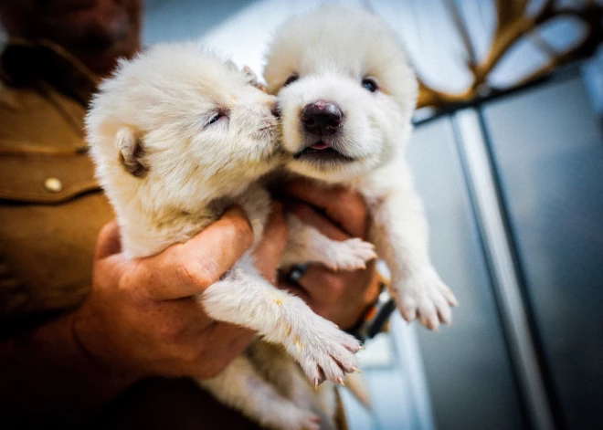 Zinātnieki "atdzīvinājuši" pirms 12 tūkstošiem gadu izmirušu vilku sugu