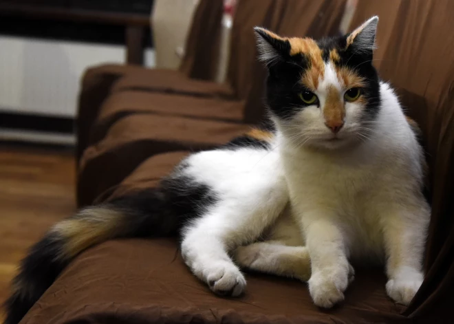 Пьяница, забивший кошку сковородой, отделался легким наказанием