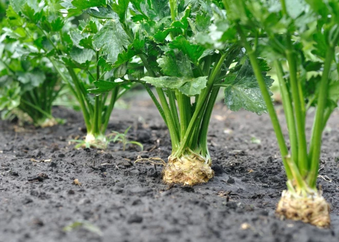 Sakņu selerija: kā tikt pie bagātīgas ražas