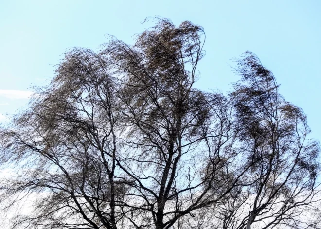 В Латвии объявлены желтые предупреждения о сильном ветре и снегопаде