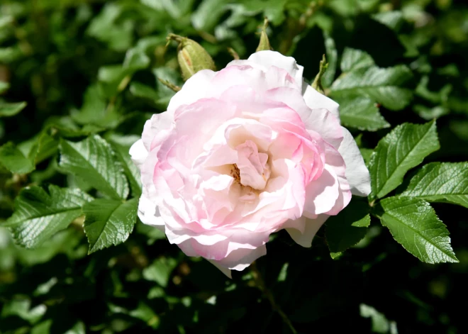 Еще в пятницу в Латвии ожидается снег, а потом погода наконец изменится - возможно тепло до +25 градусов