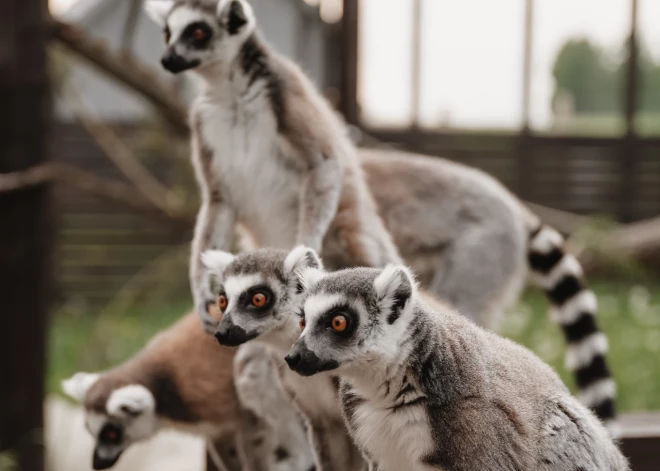 FOTO: Madagaskaras eksotika tepat Latvijā: Sigulda Zoo aicina ciemos