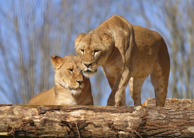 Ukrainas lauvas rod patvērumu Anglijā
