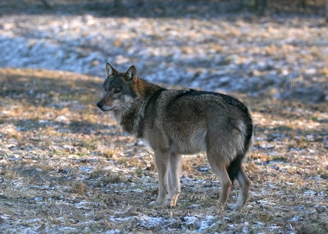 Волки, рыси и медведи представляют все большую угрозу для жителей Латвии - охотники предлагают действовать