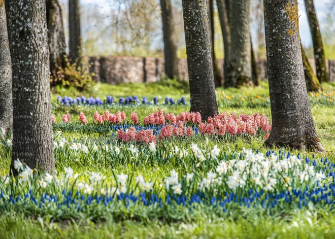 Pakrojas muižā Lieldienu brīvdienās gaidāms Baltijā lielākais pavasara ziedu festivāls
