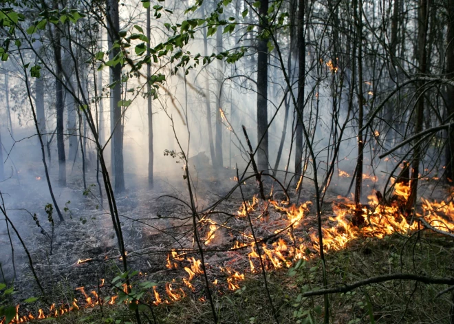 В этом году в Латвии уже потушено 63 лесных пожара