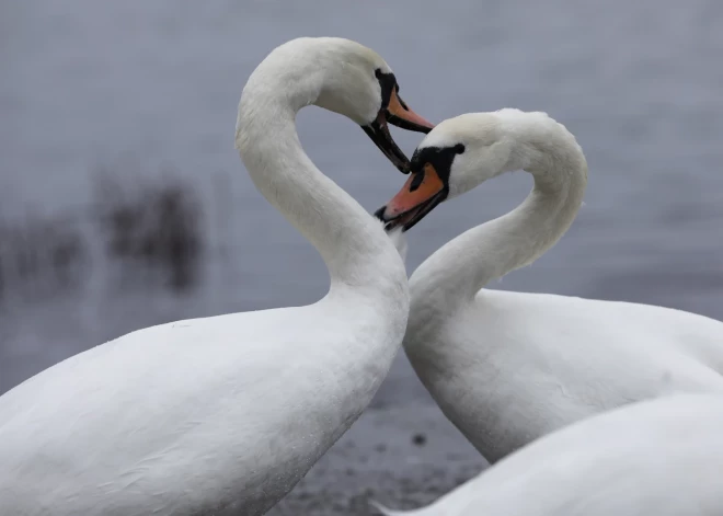 В выходные в Рижском зоопарке проходят Дни птиц