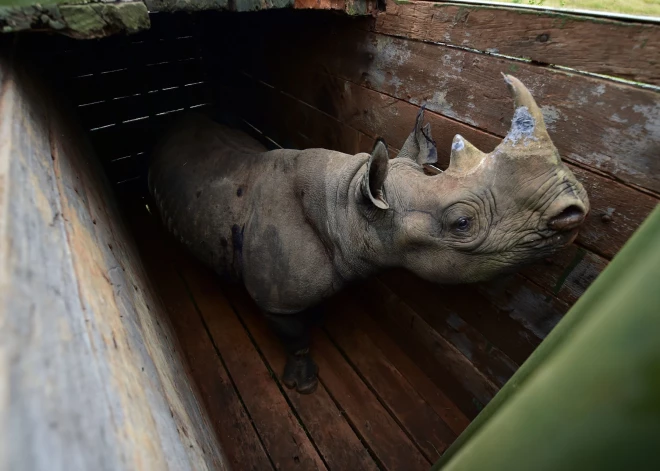 ASV iekšlietu ministrs paziņo, ka cer, ka visi apdraudētie dzīvnieki tiks pasargāti, pateicoties jaunām tehnoloģijām