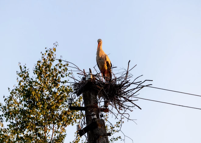 Cik bieži elektrotīklu pabojā spalvaini vandaļi? Tipiskākie dzīvnieku izraisīti bojājumi