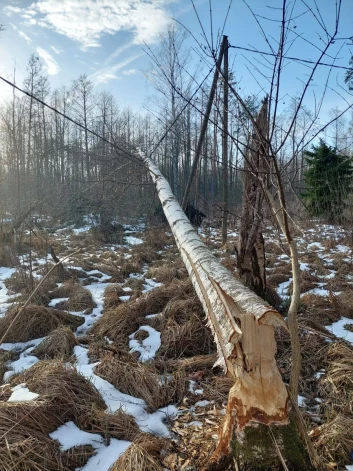 Visu Latviju caurvij gaisvadu elektrolīnijas vairāk nekā 55 000 kilometru kopgarumā, un lielākais apdraudējums tām ir krītoši koki vai lūzuši zari.