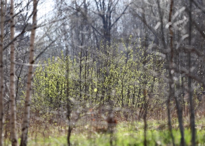 Gaidāma silta svētdiena