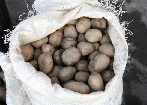 Nediedzētus kartupeļus daudzviet Latvijā varētu sākt stādīt pēc Lieldienām.