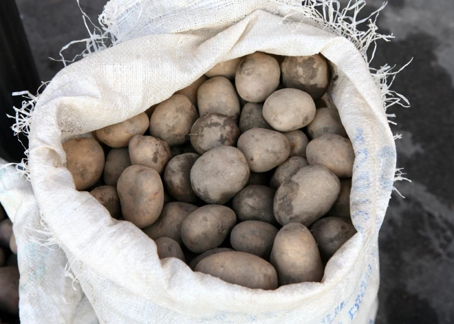 Kartupeļu sezona tuvojas – audzētāja nosauc iespējamo stādīšanas laiku
