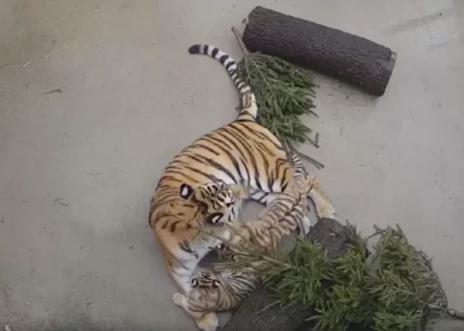 Taigai un Augustam – pirmie bērni! Rīga Zooloģiskajā dārzā piedzimuši tīģerēni. VIDEO