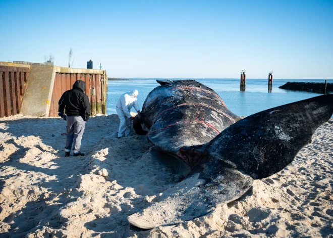 Importējis arī no Latvijas – amerikāni tiesā par vaļa zobu un kaulu biznesu, kas viņam ļāvis gūt lielu peļņu