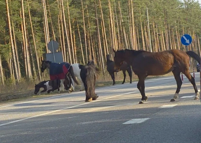 VIDEO: Baltezerā pa Tallinas šoseju brīvsolī devušies zirgi