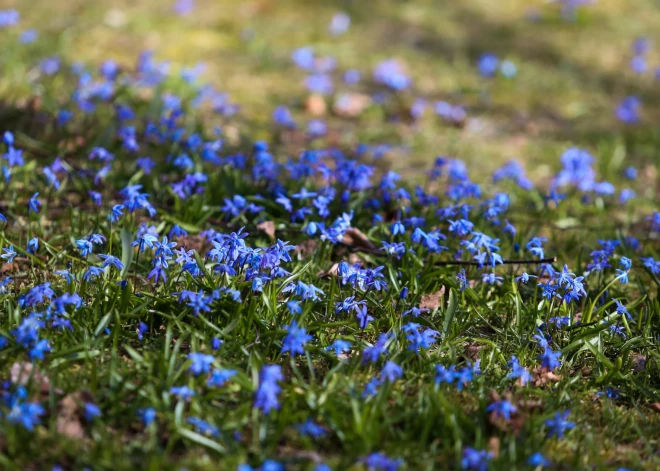Mēneša pirmā dekāde bijusi sausāka un nedaudz vēsāka nekā ierasts