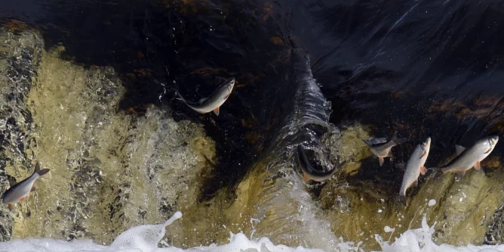 Вимба прыгает через водопад на Венте.