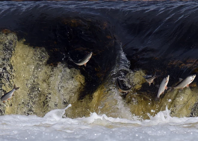 Через две недели состоится весеннее шоу "Летающая рыба в Кулдиге"