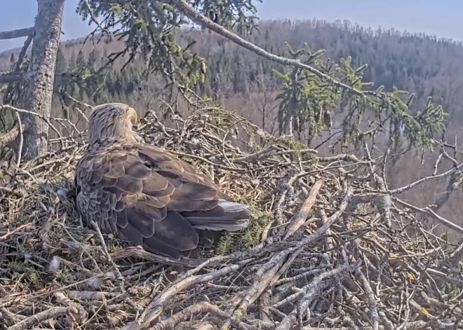 Notikumi Durbes mežā iezīmējuši cerīgu pavasara sākumu