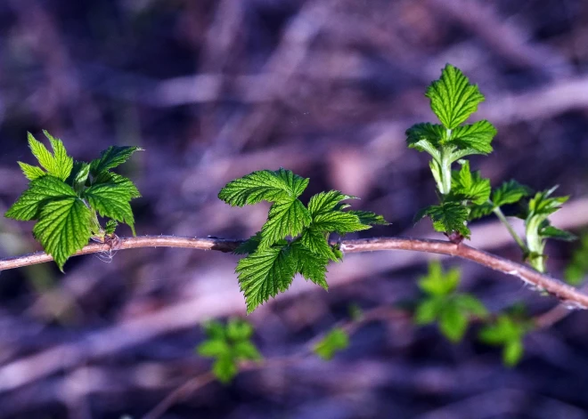 В среду усилится облачность и пройдут дожди