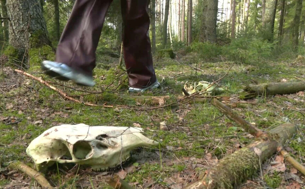 Ventspils novada mežā kāds izbēris 14 dzīvnieku galvaskausus. Vai tā bija atriebība?