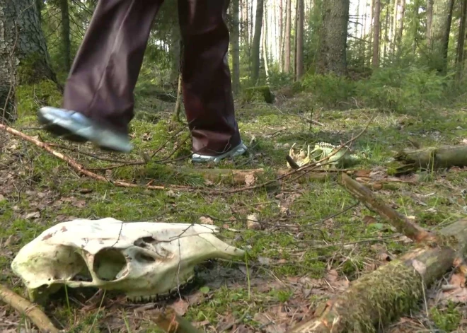 Ventspils novada mežā kāds izbēris 14 dzīvnieku galvaskausus. Vai tā bija atriebība?