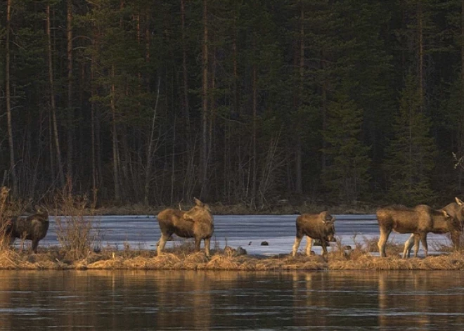 Skatītāji nevar atrauties no ekrāniem! Miljoniem visā pasaulē seko Zviedrijas aļņu migrācijai