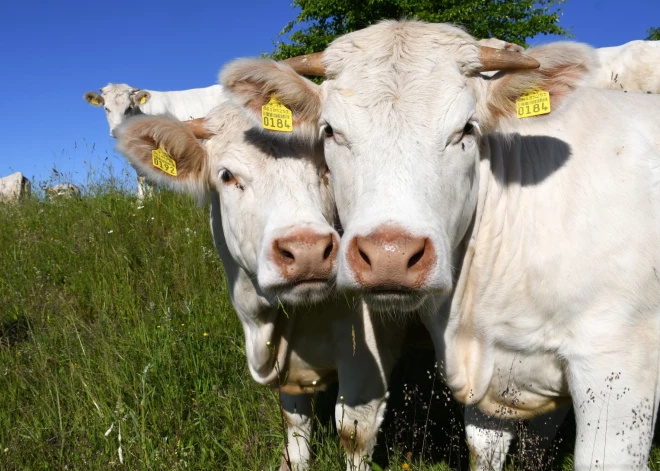 Latvijai pietuvojusies bīstama mutes un nagu sērga  – dienesti gatavojas drošības pasākumiem