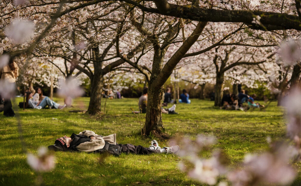 FOTO: pavasara skaistums Viļņā – uzziedējis Japānas ķiršu parks