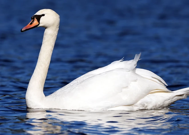 "Праздновали окончание поста": иностранцев задержали за издевательства над лебедем в Царникаве