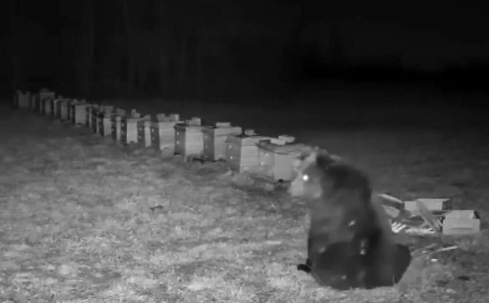 VIDEO: lācis šiverē Ignalinas bišu dravā, dzenot saimnieku izmisumā