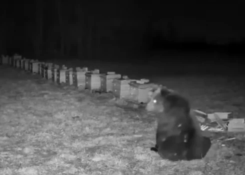 Ķepainis aizņemts ar nedarbiem bišu dravā Lietuvā (ekrānuzņēmums no video)