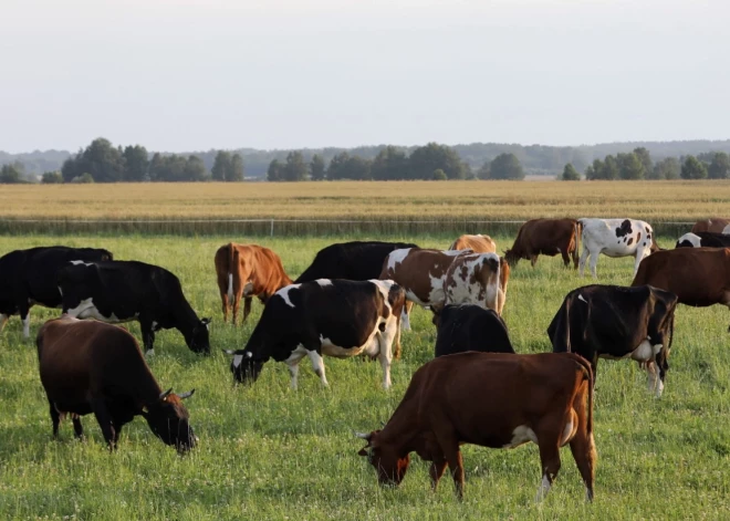 Saistībā ar mutes un nagu sērgas uzliesmojumu Eiropā samazinājusies gaļas liellopu cena