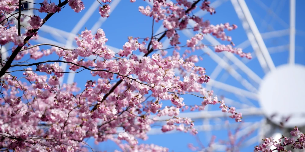 Сакура в парке Узварас уже зацвела.