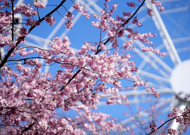 Эгоизм против красоты: почему некоторым мало полюбоваться сакурой в парке Узварас