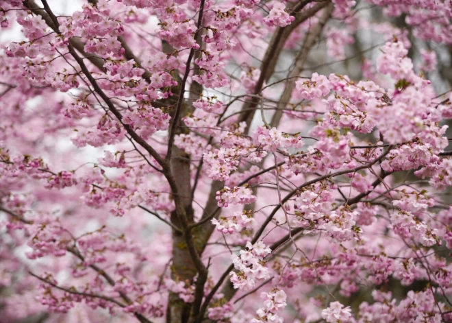 Uzvaras parkā uzziedējušas sakuras.