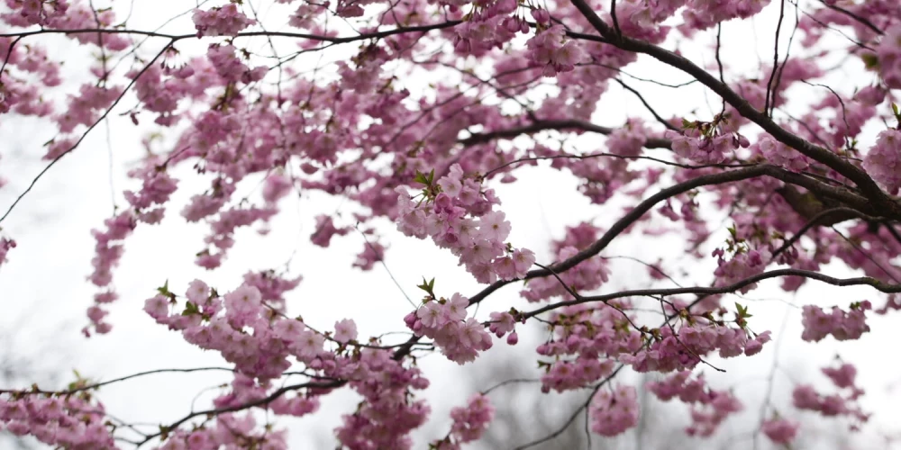 Uzvaras parka apmeklētājus priecē krāšņās sakuras.