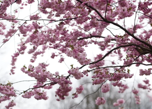 Uzvaras parka apmeklētājus priecē krāšņās sakuras.
