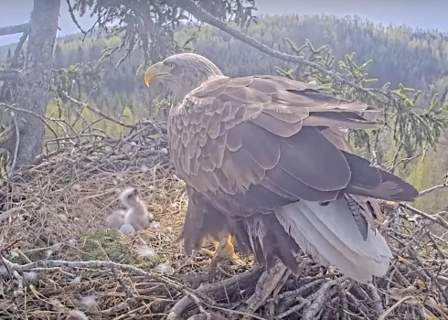 Šosezon perēšanā apzinīgi iesaistījās arī tēviņš Zorro, kurš palīdzēja Mildai sildīt olas ligzdā.
