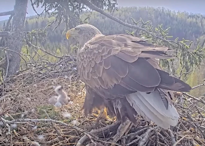 FOTO: priecīgi notikumu Durbes pusē - Mildas un Zorro ligzdā izšķīlies arī otrais cālis