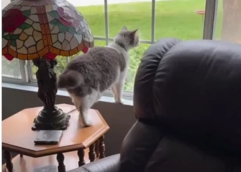 Кот, который думает, что он собака!