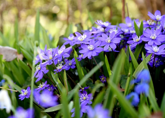 Meteoroloģiskā vasara Latgalē sākusies jau aprīļa vidū